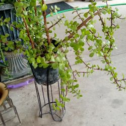planta de abundancia