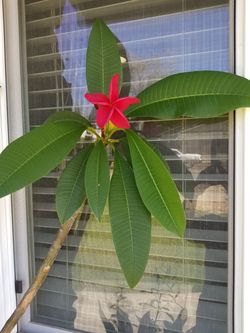 Plomeriana roja