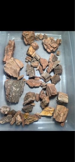 Crystallized Petrified Wood