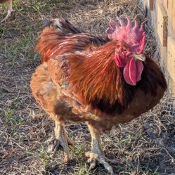 The Rhode Island Red hen and rooster