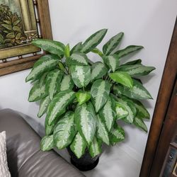 Beautiful Aglaonema Plant - NATURAL And With Black Pot. Size 45" / Miami 33182