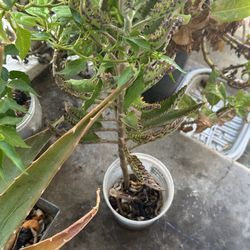 Kalanchoe 