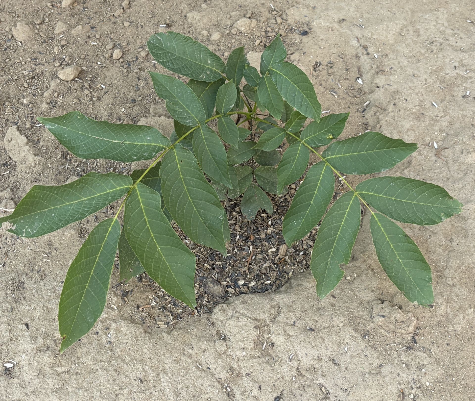 Organic Baby  Walnut Trees