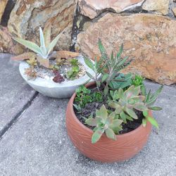 Succulent Flower Arrangements Plants Pots