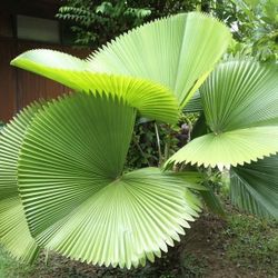 LIVE PLANT 2ft Vanuatu Fan Palm  Peltata Licuala Shield Leaf Palm