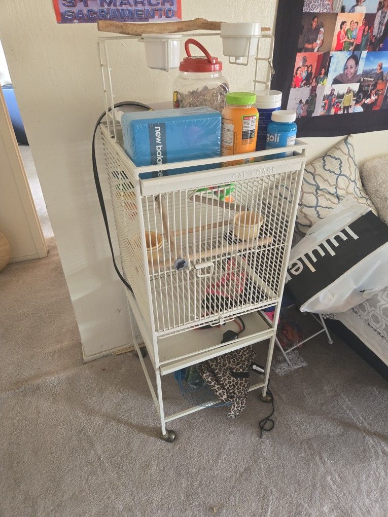 Bird Cage