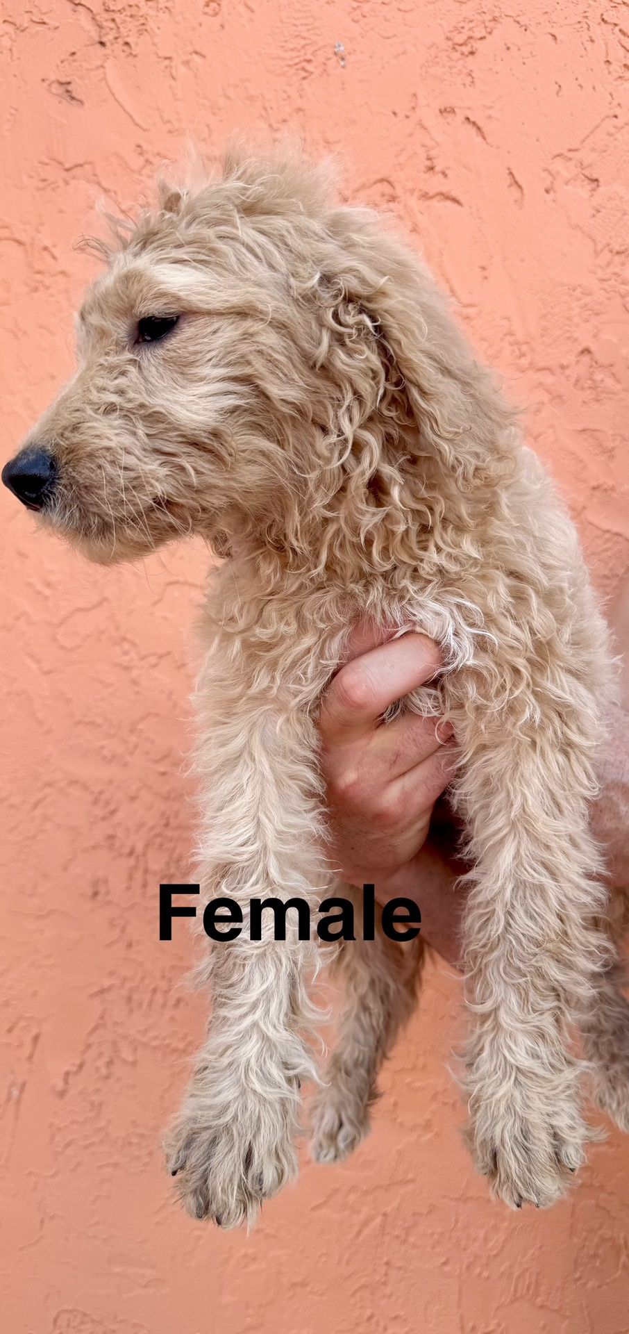 Goldendoodle