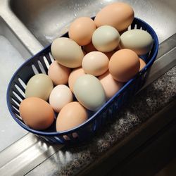 Fresh Eggs For Sale