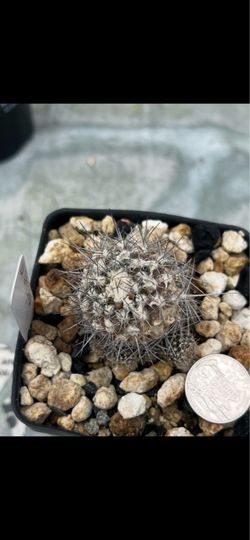 Copiapoa