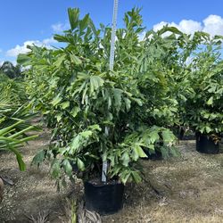Fishtail Palms 7-8’ OA 