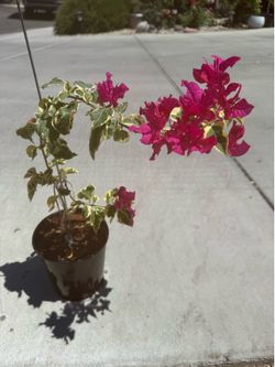Variegated Red Bougainvillea