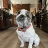 Chubbs