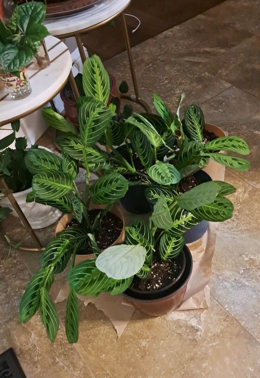 Prayer House Plants $12-$16 Each Pot 