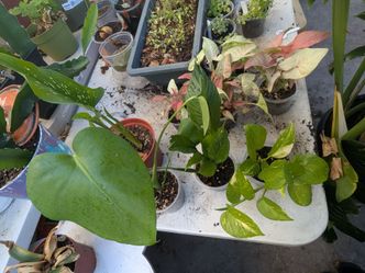 Plants