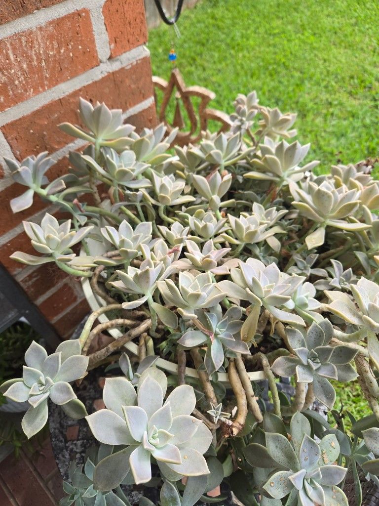 Potted Succulent $75