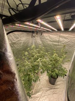 Grow Setup 