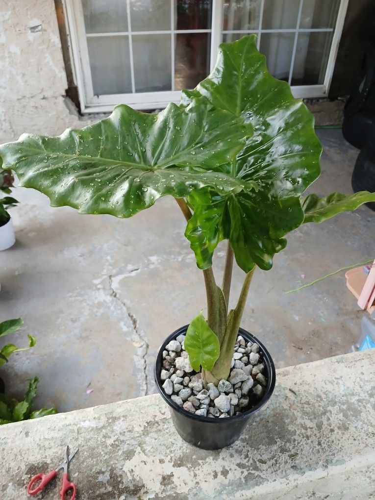 $20 Alocasia odora Plant/pot