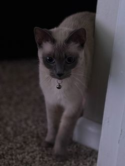 Siamese Cat