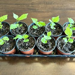 Rose of Sharon Starter Perennials in 4" Pots