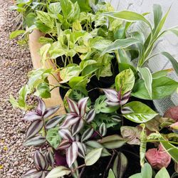 Plants For Sale 10 Each 