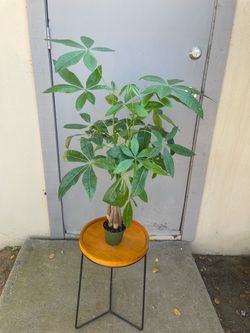 Pachira Braided Money Tree House Plant 4” Pot