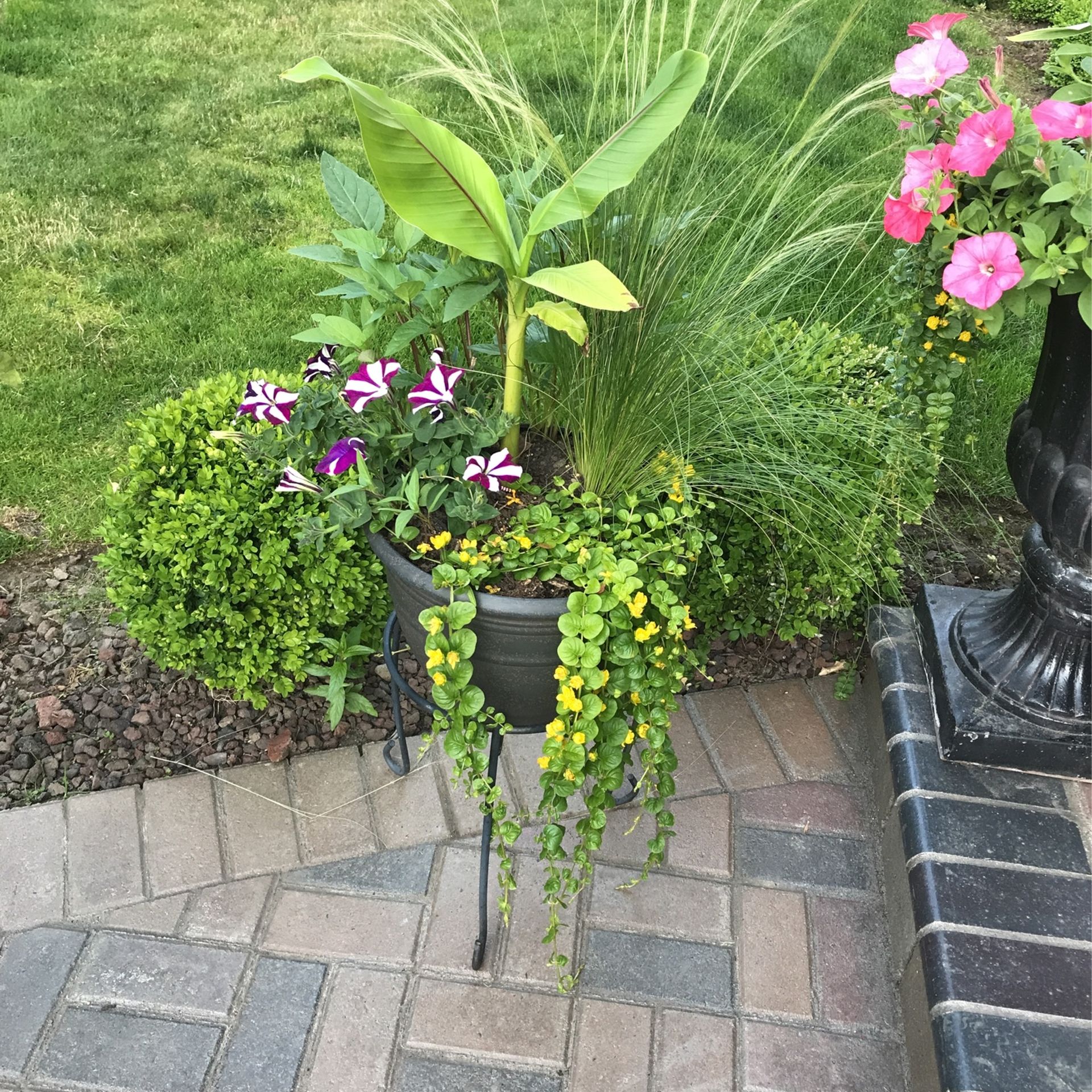 Pot Plant- Beautiful Datura, Banana, Plutonian, And More