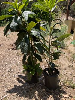 Loquat trees