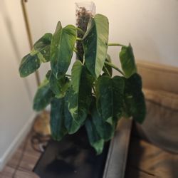 Philodendron Jose

Bueno Variegated 