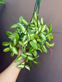 6” hoya princess