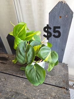 Philodendron