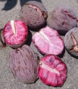 Árboles De Ilama O Anona Morada Rosa