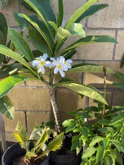 Plumerias