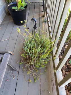 Hanging basket plant