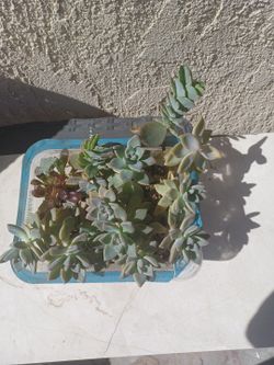 18 To 20 Succulent Plants.