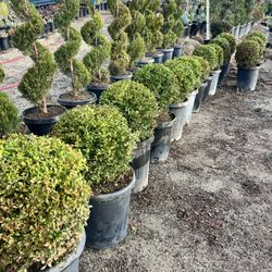 Topiary Boxwood And Junipers