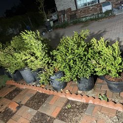 Little Missy Boxwood