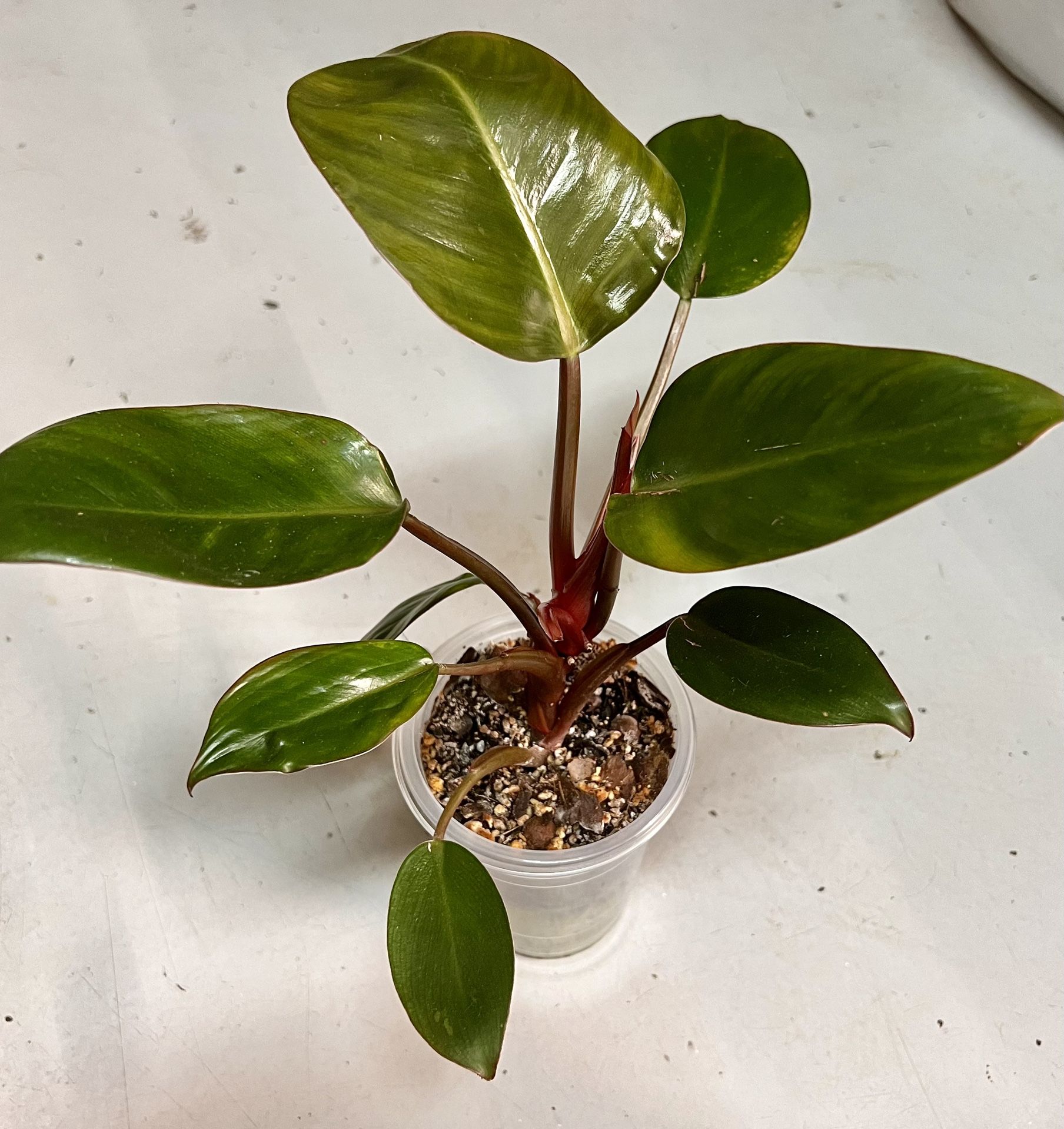 Red Congo Imperial Philodendron