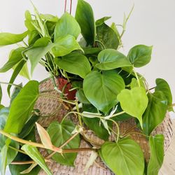 Philodendron Cordatum Plants 