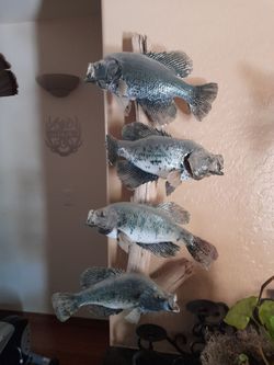 Crappie Fish Taxidermy Wall Mount Set of 4
