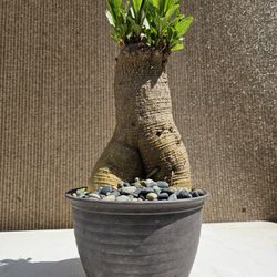 Old Pokeweed (  Phytolacca americana ) Bonsai Tree 
