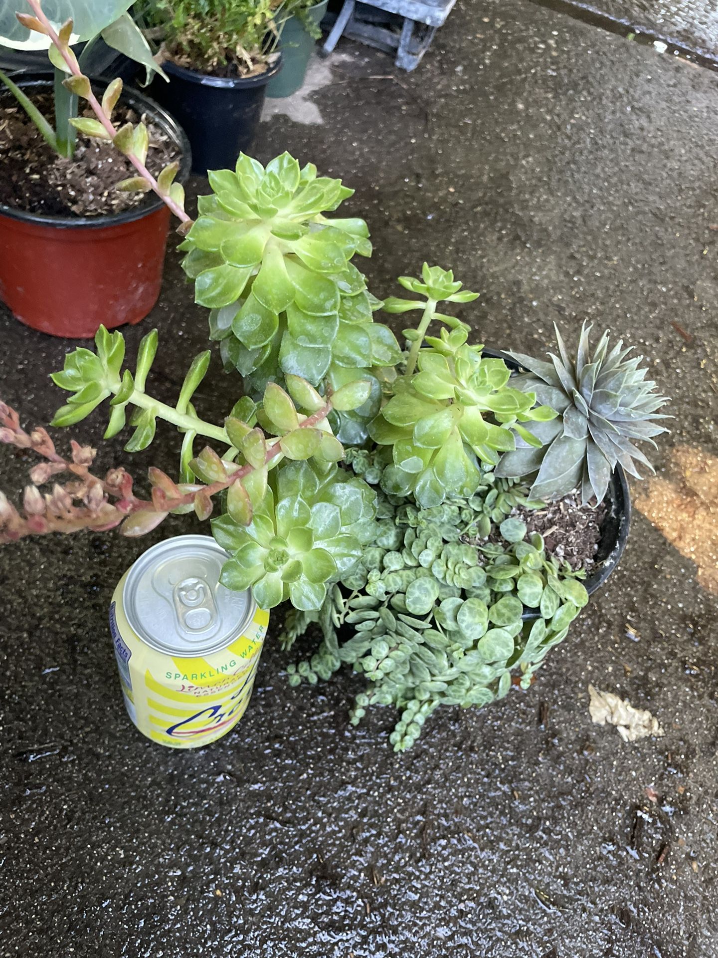 String Of Turtle And Succulent Combo (6” Pot) 95820