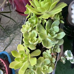 SALE!!! Succulents 