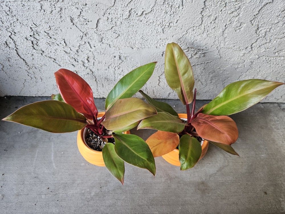 Philodendron Prince Of Orange Plants