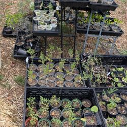 Seedlings 10 For $10, Min 10