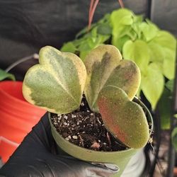 Hoya kerrii Heart Bundle