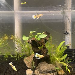 Aquarium Decor Guppy 