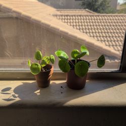 Chinese Money Plants