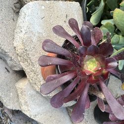 STUNNING Aeonium 'Black Rose' / 'Zwartkop' - Rare Dark Succulent 