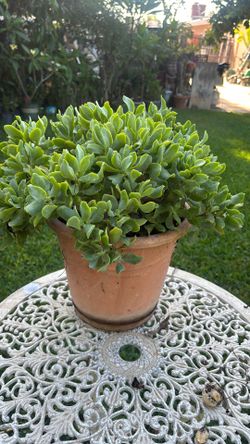 Crassula oveta
