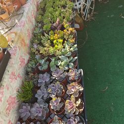 Sale 💰 Succulents In 4" Pots